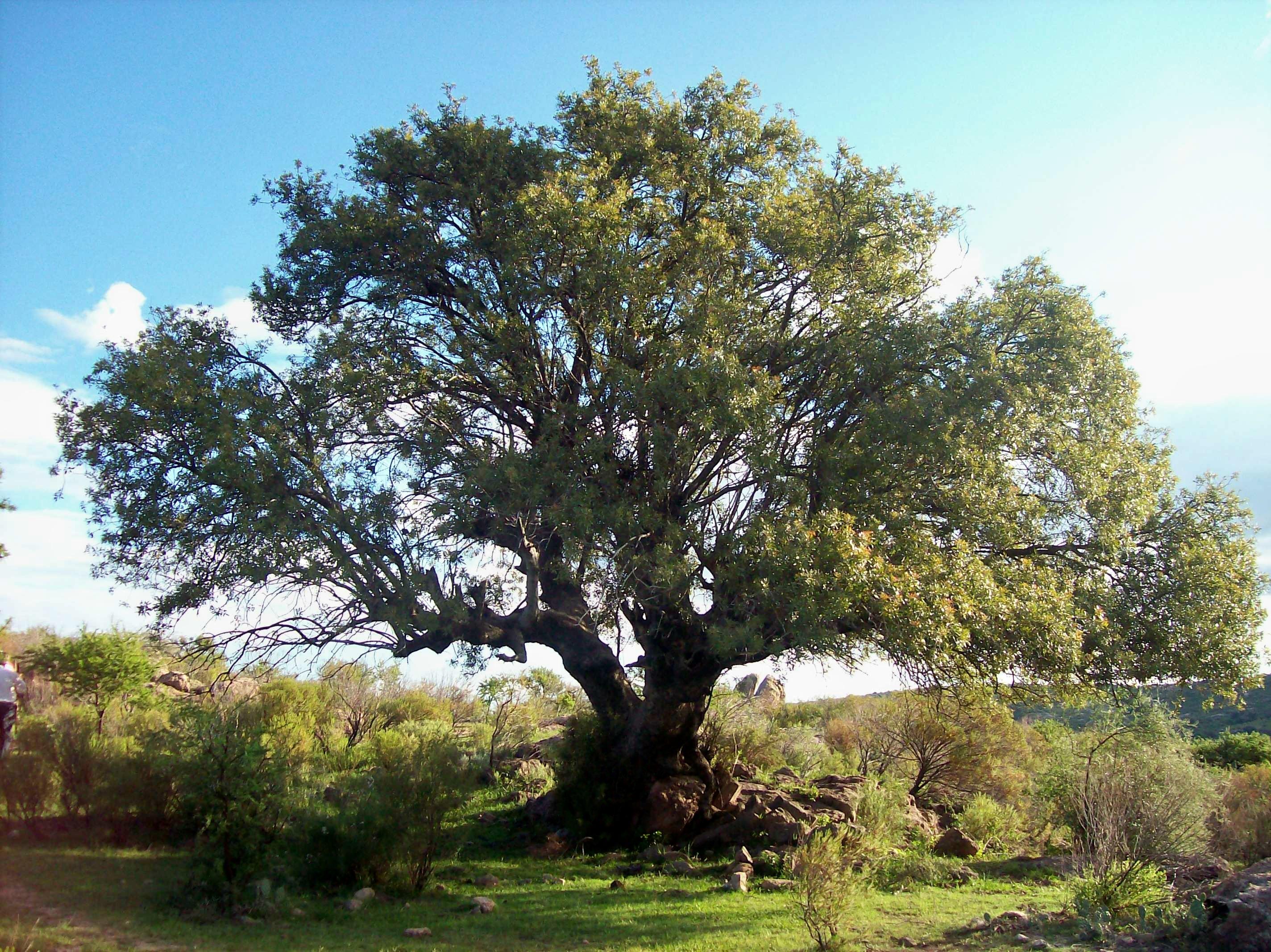 Reserva experimental Horco Molle