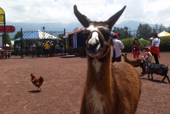 Parque de Los Venados Acariciables