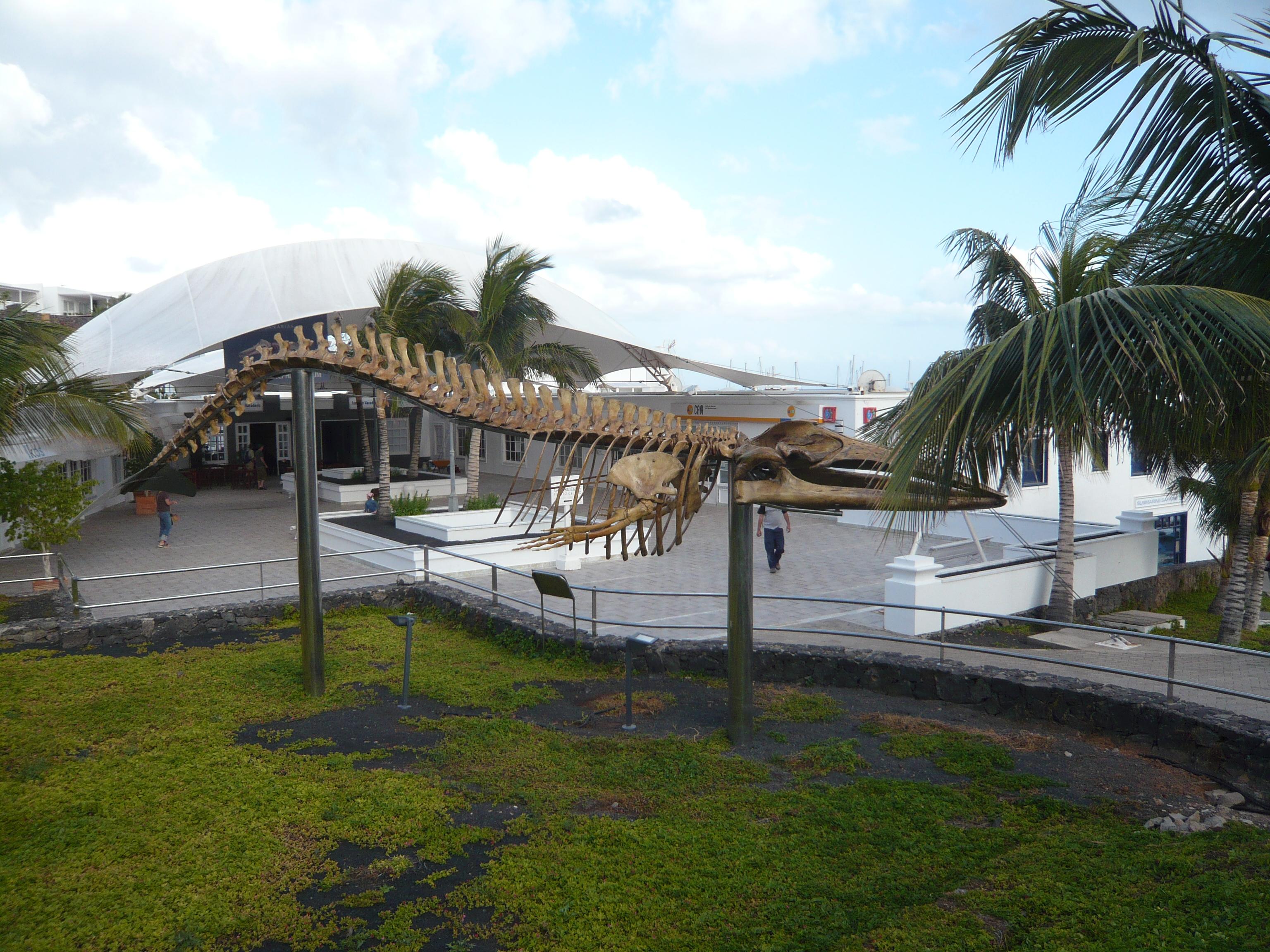 Museo de Cetáceos de Canarias