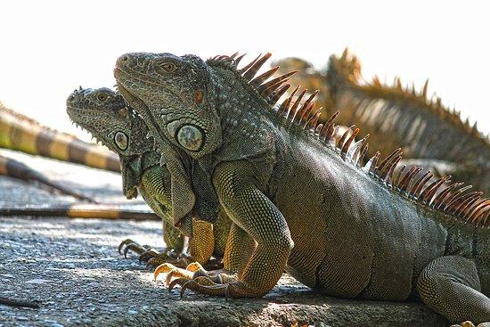 Arch's Iguana and Marine Park