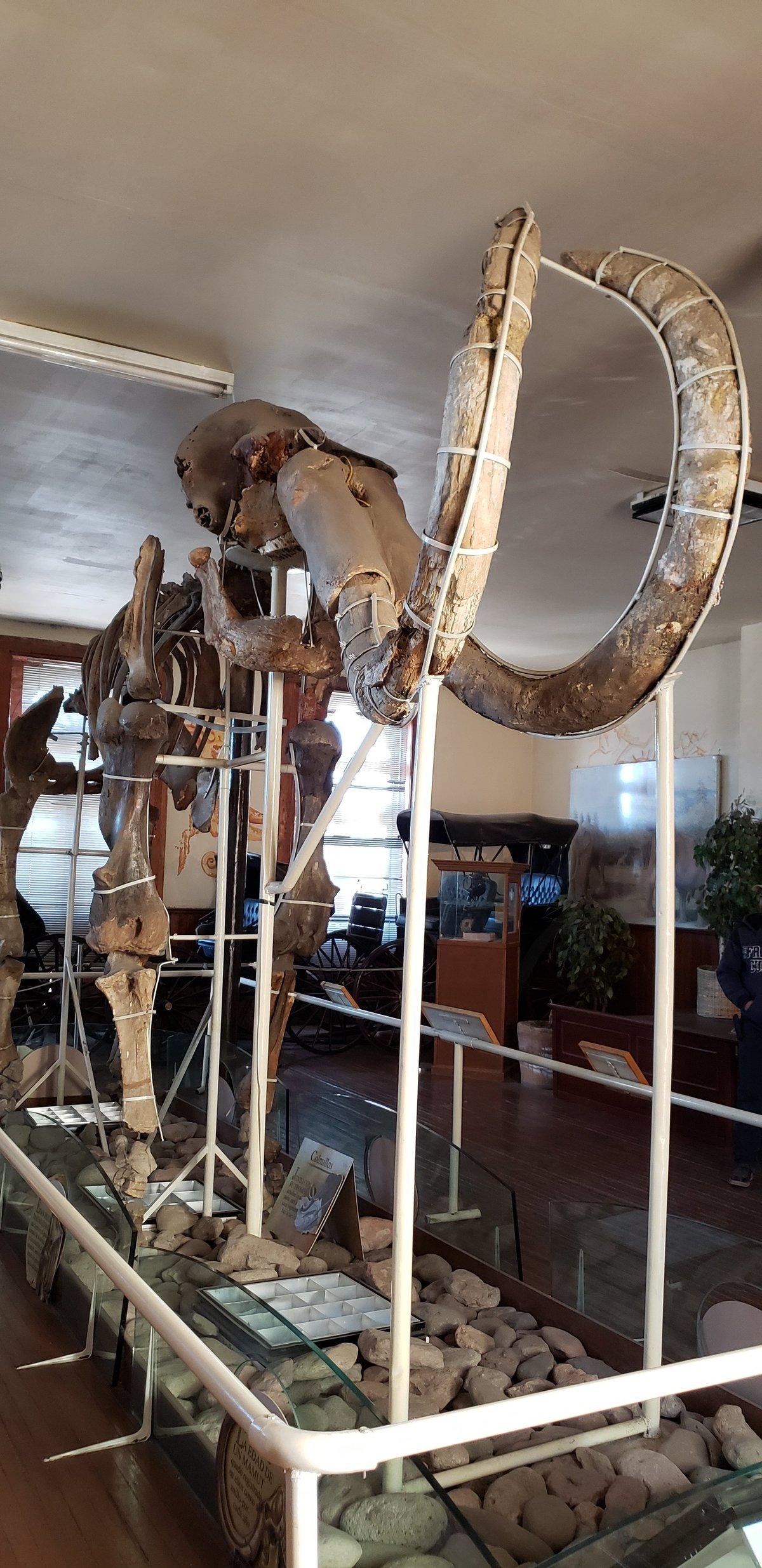Museo del Mamut