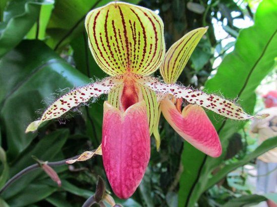 Casa de Christy Payne y Jardín Botánico Marie Selby