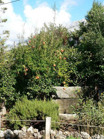 Malacological Museum