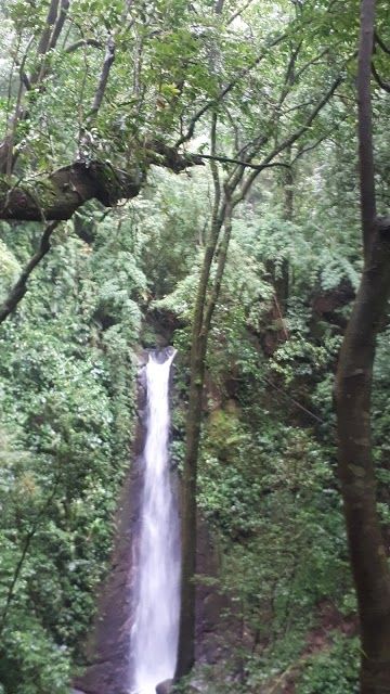 Reserva Foresta-Grecia