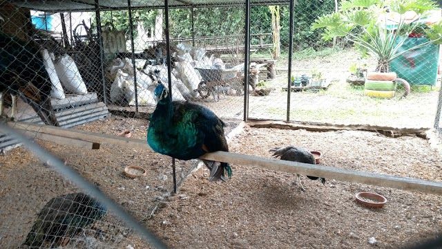 Zoologico De Aves La Fantasía