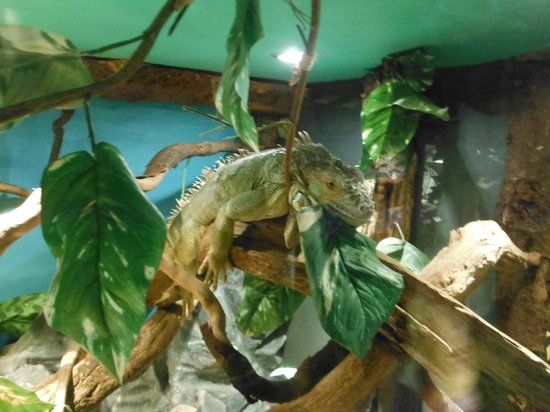 Reptile World New Quay