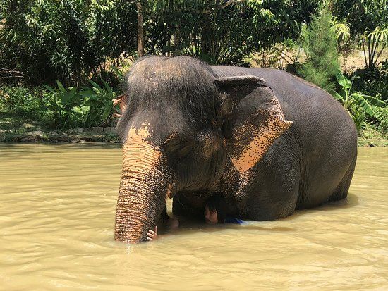 Elephant Sanctuary Kathu Phuket