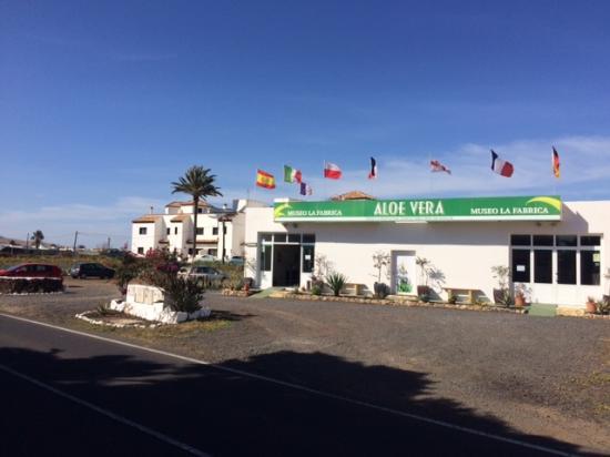 Museo de Aloe Vera