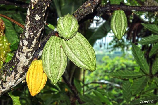 Fabrica de Chocolates Orquidea