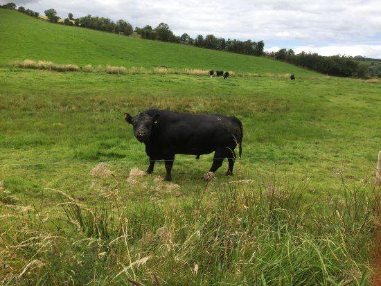 Killinkere Visitor & Pet Farm