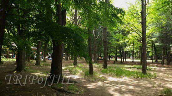 Yangjae Citizens' Forest