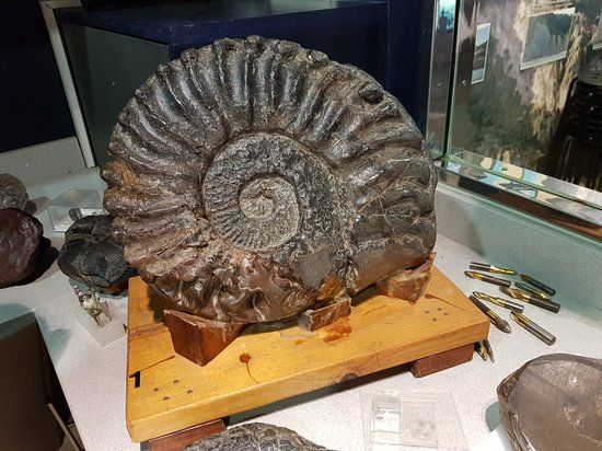 Nautilus, Centro de Interpretación Geológica de Mutriku