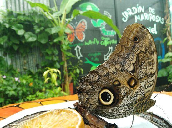 Jardin Y Mariposario Peniel