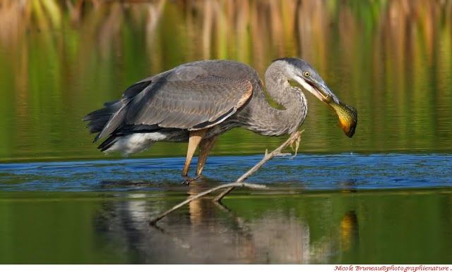 Reserve naturelle du Marais-Leon-Provancher