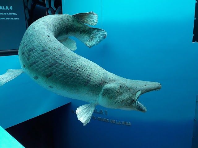 Museo de Historia Natural José Narciso Rovirosa