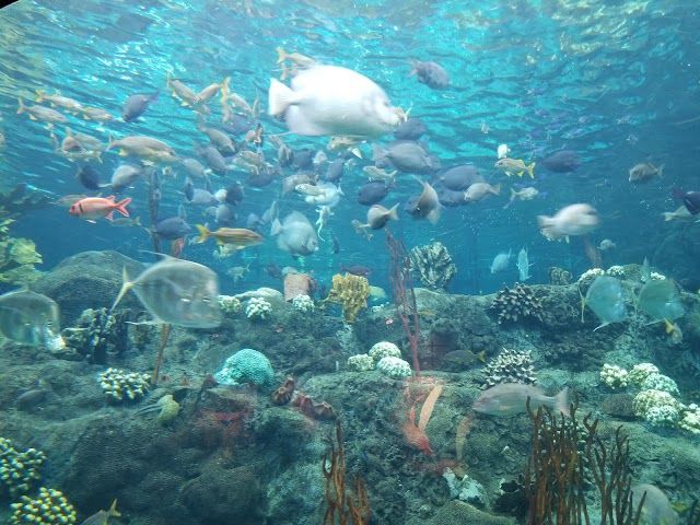 Acuario de la Florida