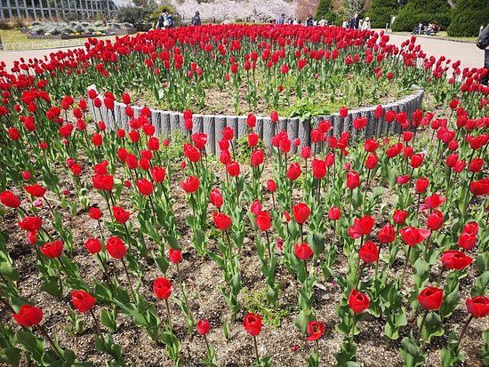 Jardín Botánico de Kioto