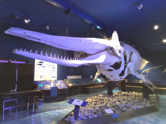 Museo de Historia Natural de Omán