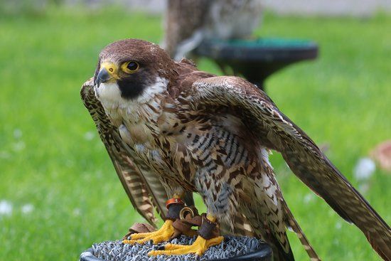 National Bird of Prey Centre