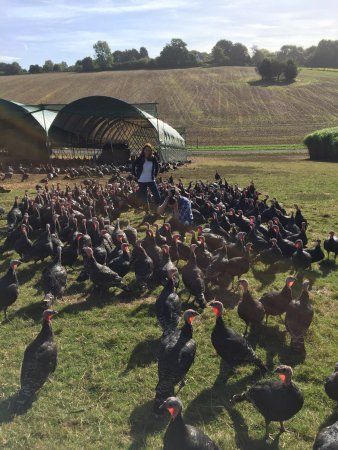 Copas Traditional Turkeys