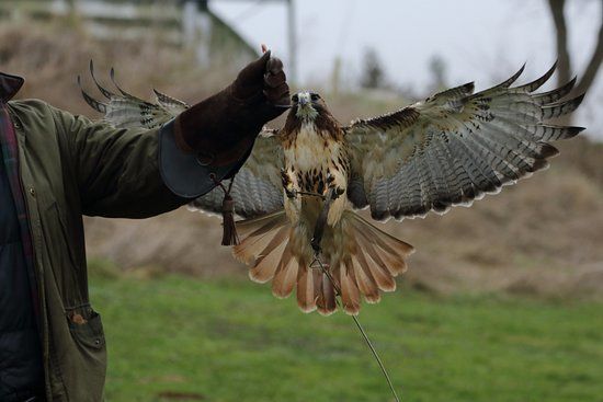Simon Tebbutt Falconry
