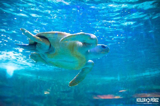 Parque Marino del Pacífico