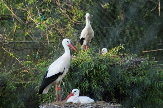 Parque de atracciones Cigoland