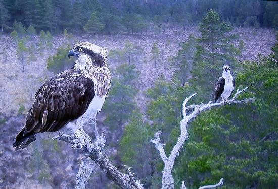 Loch Garten Osprey Centre