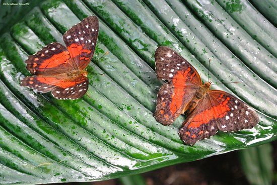 Butterfly House