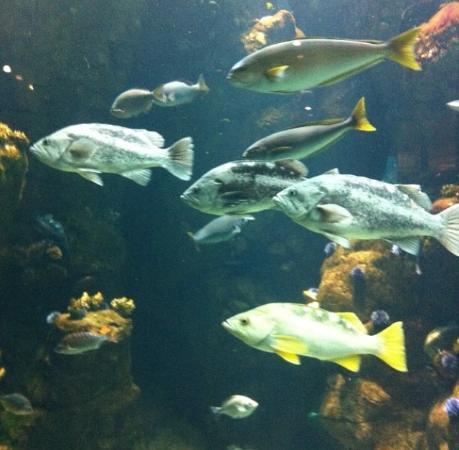 Academia de Ciencias de California