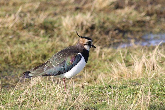 Elmley National Nature Reserve