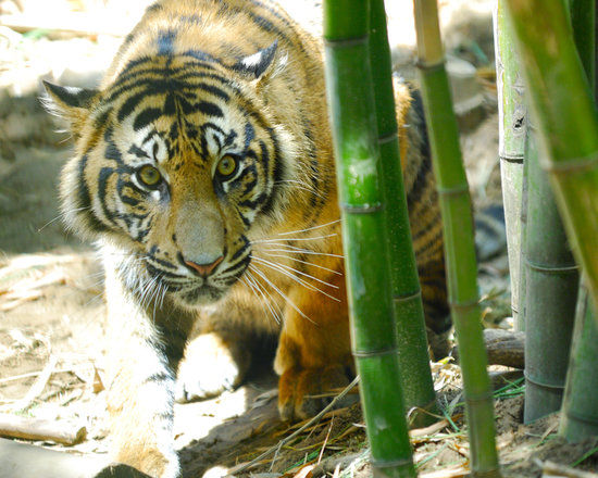 Zoológico de Sacramento
