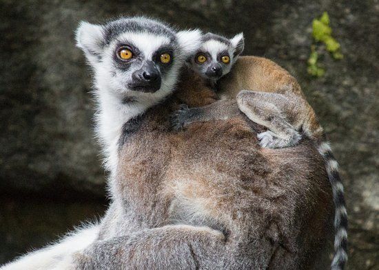 Zoológico de Filadelfia