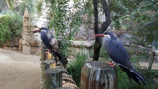 Zoológico de Fresno Chaffee