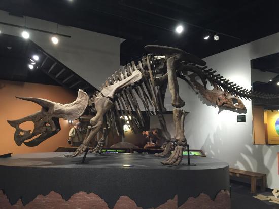 Museo de Historia Natural de Arizona