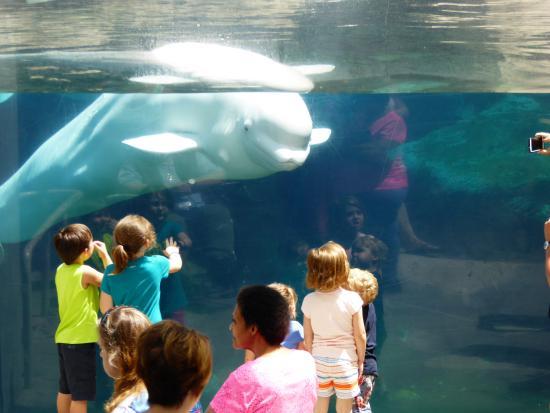 Mystic Aquarium & Instituto para la Exploración