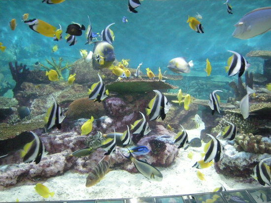 Acuario COEX Aquarium