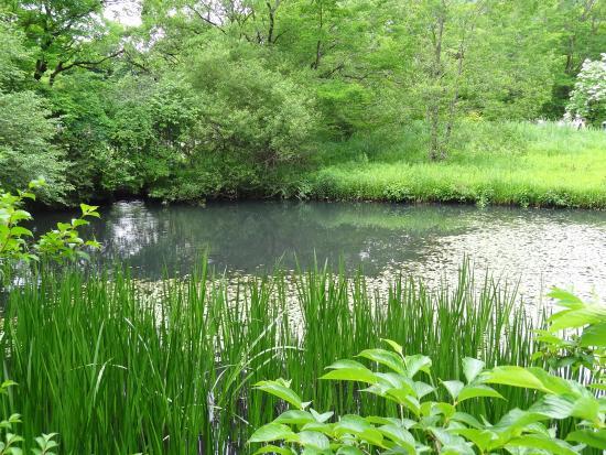 Jardín Botánico de Humedales de Hakone
