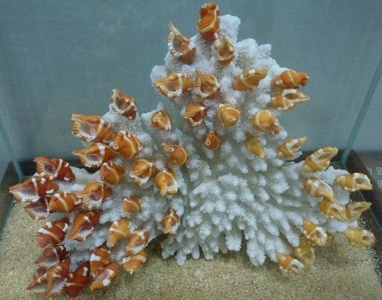 Museo Mundial de Conchas