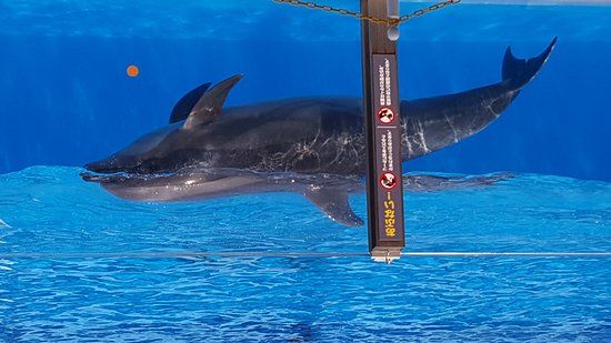 Acuario Niigata City Aquarium Marinepia Nihonkai