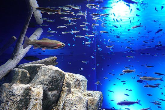 Acuario del Salmón de Chitose