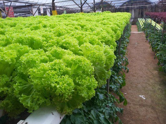 Big Red Strawberry Farm