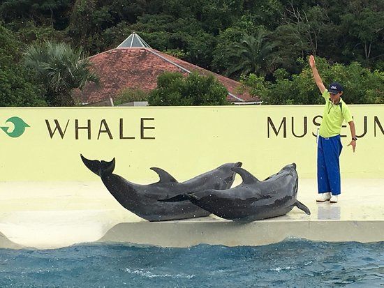 Museo de la Ballena de Taiji