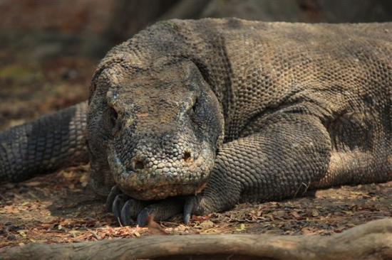 Isla Komodo