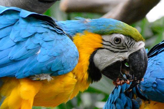 Rescate Animal Zoo Ave