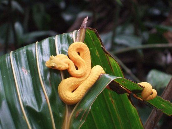 Parque nacional Cahuita
