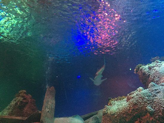 SEA LIFE Loch Lomond Aquarium