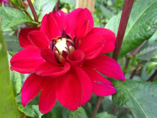 Jardín Botánico de la Universidad de Letonia