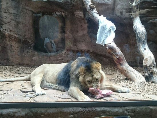 Zoológico de Núremberg