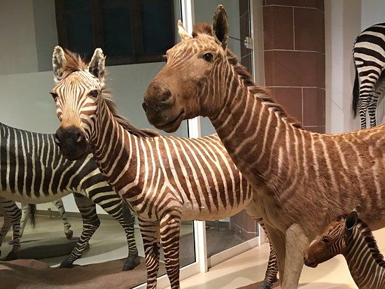 Museo de Historia Natural de Mainz